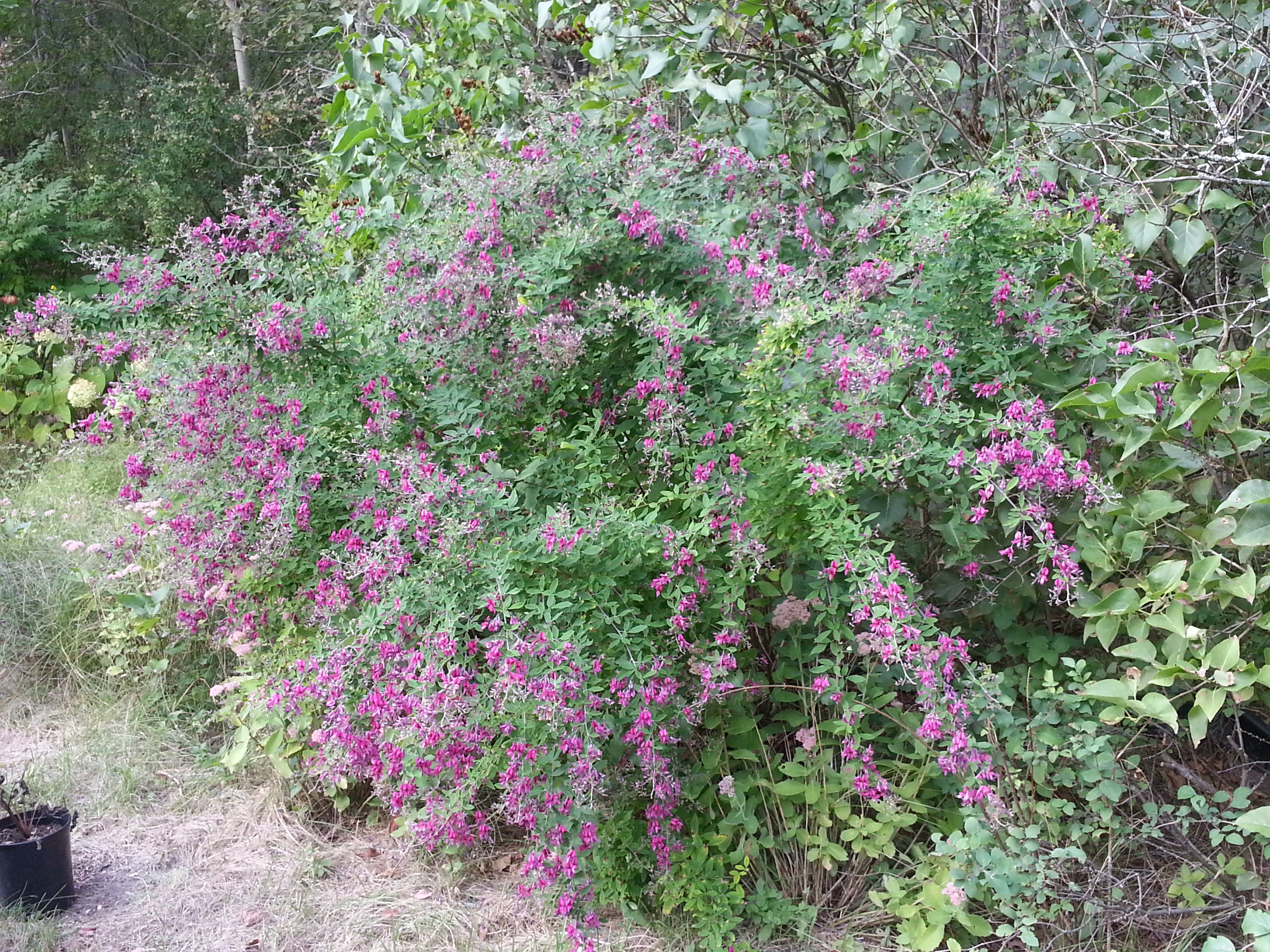 clover bush